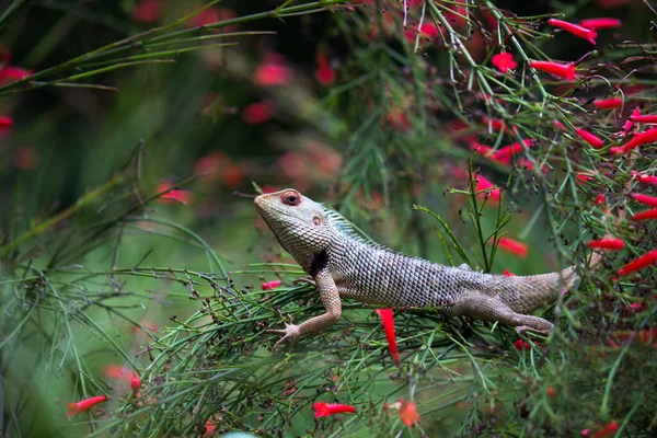 The oriental garden lizard, eastern garden lizard, bloodsucker or changeable lizard resting on the plants in its natural environment