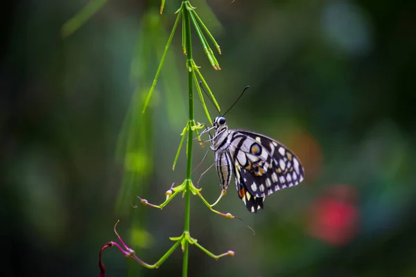 Макропортрет Papilio Demoleus Обыкновенная Бабочка Широко Распространенная Ласточка Известен Лимонная — стоковое фото