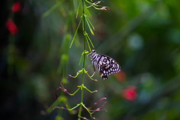 Makro Bild Papilio Demoleus Vanlig Lime Fjäril Och Utbredd Svälja — Stockfoto