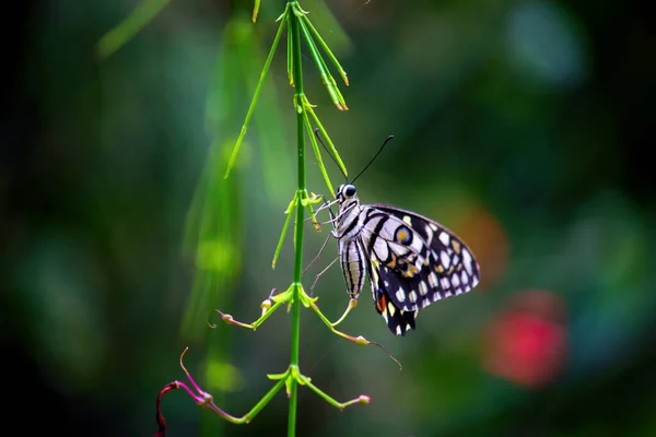 Papilio Demoleus Makro Resmi Yaygın Bir Limon Kelebeği Kırlangıç Kuyruğudur — Stok fotoğraf