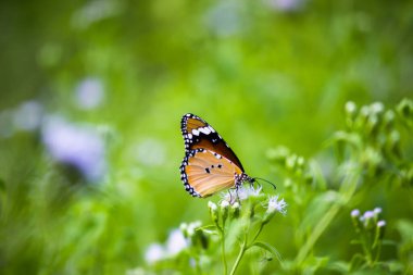 Sade kaplan kelebeğinin resmi ya da baharda çiçek bitkilerindeki Danaus chrysippus olarak da bilinir.