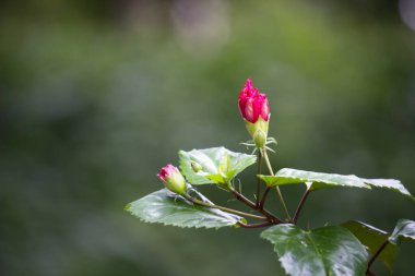 Hibiscus, Malvaceae familyasından bir bitki cinsidir. Dünya çapında ılıman, subtropikal ve tropikal bölgelere özgü birkaç yüz türden oluşan cins oldukça büyüktür.