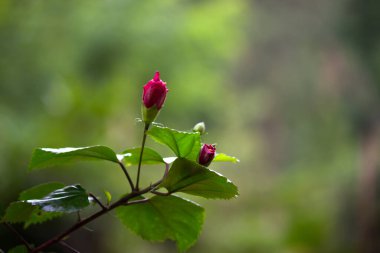 Hibiscus, Malvaceae familyasından bir bitki cinsidir. Dünya çapında ılıman, subtropikal ve tropikal bölgelere özgü birkaç yüz türden oluşan cins oldukça büyüktür.