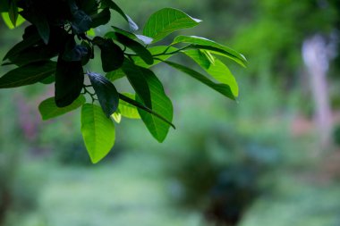 Tropikal yağmur ormanları yaprak bitkileri (eğreltiotu, yeşil yapraklar, fildişi ve tropik bitki yaprakları) yumuşak arka planda tropikal bahçede, yeşil çeşitlendirilmiş yaprak desenli orman arka planında. fotosentez ve sapı, çekim sistemi