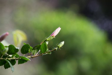 Tropikal yağmur ormanları yaprak bitkileri (eğreltiotu, yeşil yapraklar, fildişi ve tropik bitki yaprakları) yumuşak arka planda tropikal bahçede, yeşil çeşitlendirilmiş yaprak desenli orman arka planında. fotosentez ve sapı, çekim sistemi