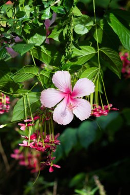  Malvaceae familyasından Hibiscus çiçeği. Hibiscus rosa-sinensis, bilinen adıyla Ayakkabı Çiçeği veya halk dilinde Çin amblemi, Çin gülü, Hawaii amblemi, gül gülü ve bahar aylarında çiçek açan ayakkabı siyahı bitki. 