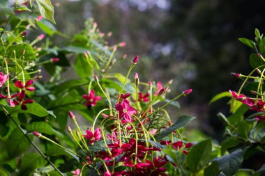 Tropikal yağmur ormanları yaprak bitkileri (eğreltiotu, yeşil yapraklar, fildişi ve tropik bitki yaprakları) yumuşak arka planda tropikal bahçede, yeşil çeşitlendirilmiş yaprak desenli orman arka planında. fotosentez ve sapı, çekim sistemi
