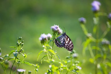 Danainae, Nymphalidae familyasından bir alt familyadır. İçinde Daniadae ya da larvalarının üzerine yumurtalarını bıraktıkları süt otları kelebekleri de var..