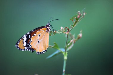 Düz Kaplan Danaus Kelebeği ilkbaharda çiçekleri ziyaret eder