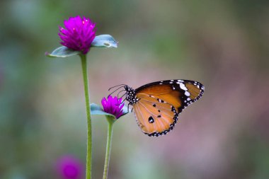 Danaus chrysippus, also known as the plain tiger, African queen, or African monarch, Danainae, is a medium-sized butterfly widespread in Asia, macro shots, butterfly garden. clipart