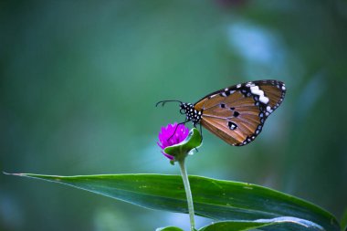 Danaus chrysippus, ya da bilinen adıyla sade kaplan, Afrika kraliçesi, Danainae, Asya 'da yaygın olarak görülen bir kelebek türüdür..