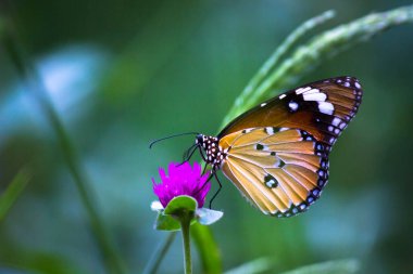 Danaus chrysippus, ya da bilinen adıyla sade kaplan, Afrika kraliçesi, Danainae, Asya 'da yaygın olarak görülen bir kelebek türüdür..