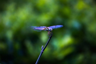  Yusufçuk güzel bir arka planda bir sapın üzerine tünemiş.