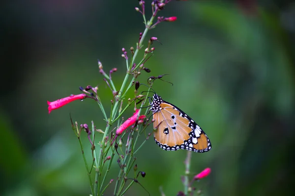 Immagine Una Semplice Farfalla Tigre Anche Conosciuta Come Danaus Chrysippus — Foto Stock