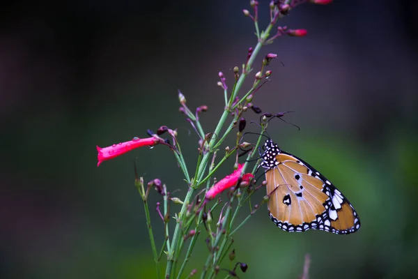 春の間 花の植物上の明白なトラ蝶のイメージまたはDanaus Chrysippusとしても知られています — ストック写真