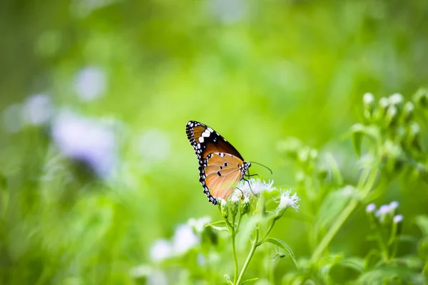 Image Papillon Tigre Ordinaire Aussi Connu Sous Nom Danaus Chrysippus — Photo