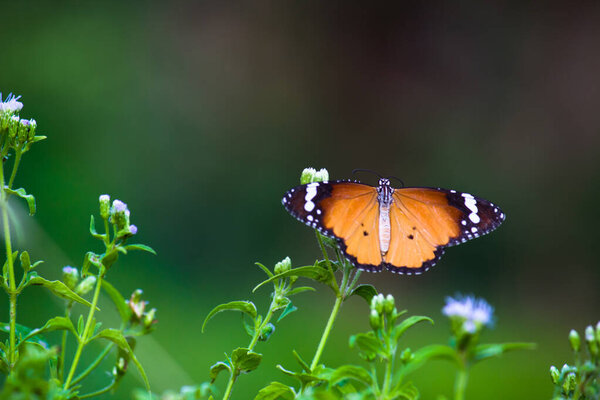 Image of plain tiger butterfly or also know as Danaus chrysippus on the flower plants during springtime