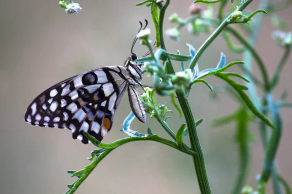 Hermosa Imagen Macro Papilio Demoleus Una Mariposa Común Lima Cola — Foto de Stock