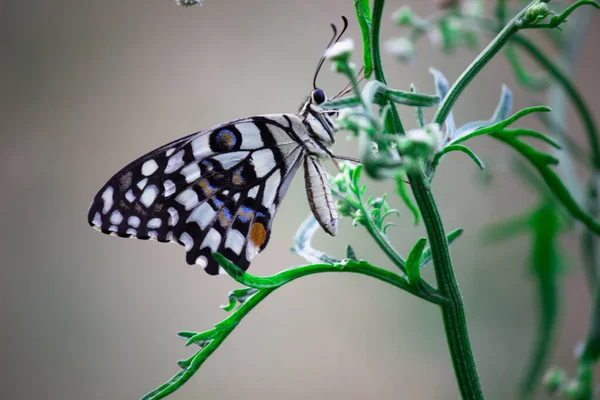 Vacker Makro Bild Papilio Demoleus Vanlig Lime Fjäril Och Utbredd — Stockfoto
