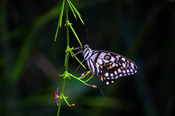 Imagem Macro Bonita Papilio Demoleus Uma Borboleta Limão Comum Rabo — Fotografia de Stock