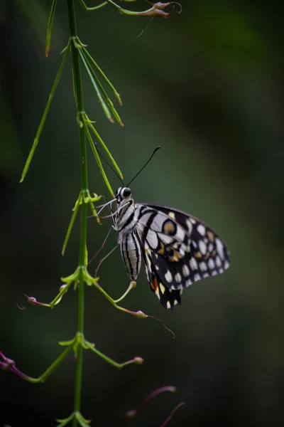番石榴的美丽宏观图景是一种常见的石灰蝴蝶和广泛的燕尾 它也被称为柠檬蝴蝶 和有弯的燕尾蝶 — 图库照片