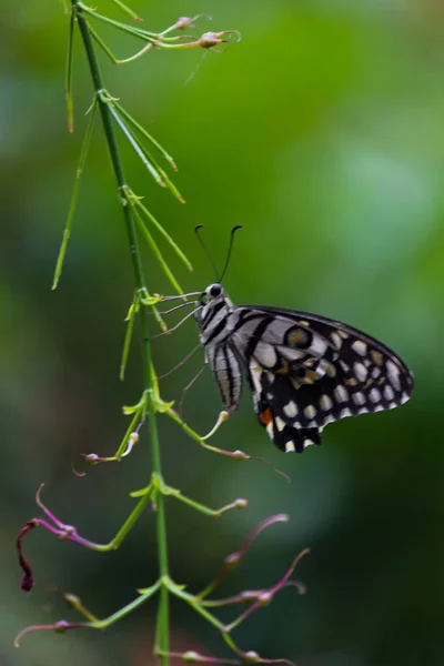 Schöne Makroaufnahme Von Papilio Demoleus Ist Ein Gemeiner Lindenfalter Und — Stockfoto