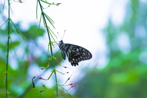 Hermosa Imagen Macro Papilio Demoleus Una Mariposa Común Lima Cola — Foto de Stock