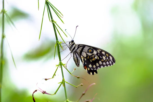 Прекрасна Фотографія Демолея Papilio Macro Поширеним Вапняковим Метеликом Поширеним Ластівковим — стокове фото