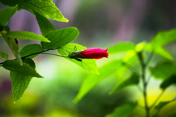 Hibiscus Είναι Ένα Γένος Ανθοφόρων Φυτών Της Οικογένειας Malvaceae Γένος — Φωτογραφία Αρχείου