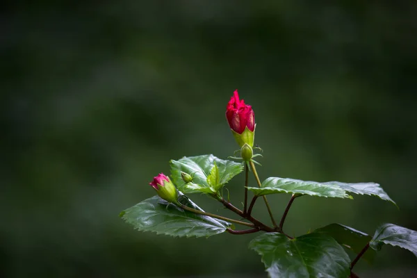 Hibiskus Rodzaj Roślin Rodziny Mallowatych Malvaceae Rodzaj Jest Dość Duży — Zdjęcie stockowe