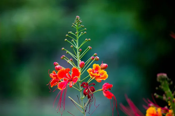 Flam Boyant Flame Tree Royal Poinciana Con Flores Color Naranja — Foto de Stock