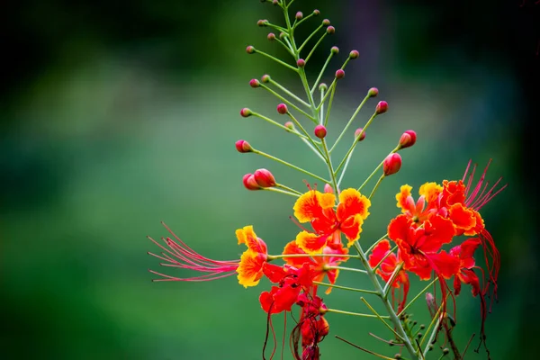 Flam Boyant Flame Tree Royal Poinciana Con Flores Color Naranja — Foto de Stock