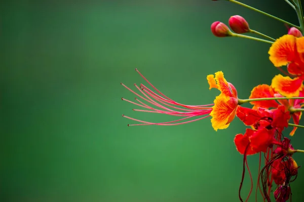 フラム ボイヤントと炎の木 公園内の明るいオレンジ色の花を持つロイヤル ポワナナ — ストック写真