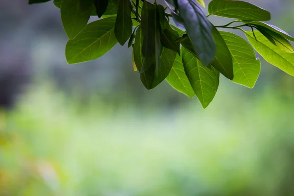 熱帯雨林の葉の植物の茂み 緑の葉 Pholodendonsと熱帯植物の葉 柔らかい背景に熱帯の庭で 緑の斑入りの葉のパターンの自然のフレームの森林の背景 光合成と幹細胞撮影システム — ストック写真