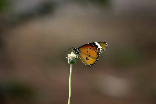 Plain Tiger Danaus Chrysippus Fjäril Besöker Blommor Naturen Våren — Stockfoto