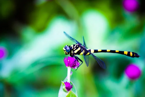 Une Libellule Est Insecte Appartenant Ordre Des Odonata Infraordre Des — Photo