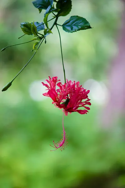 Hibiscus Flower Mallow Family Malvaceae Hibiscus Rosa Sinensis Conocida Como — Foto de Stock