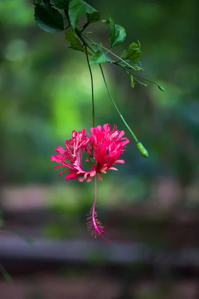 Άνθος Ιβίσκου Της Οικογένειας Μολόχα Malvaceae Hibiscus Rosa Sinensis Γνωστό — Φωτογραφία Αρχείου