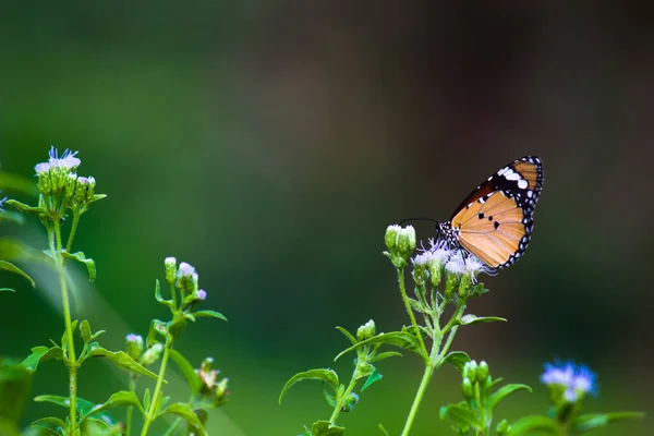 Tigre Uni Danaus Chrysippus Papillon Visitant Les Fleurs Dans Nature — Photo