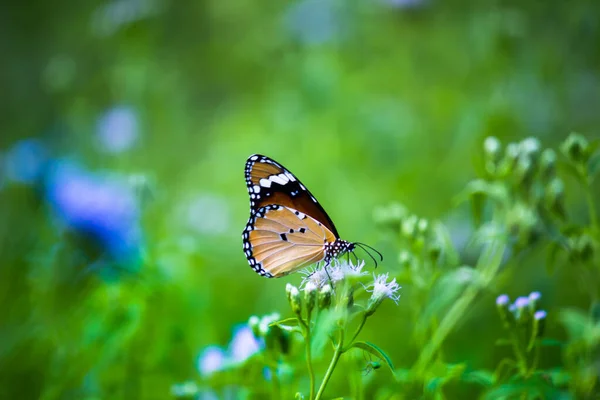 Tigre Liso Danaus Crisálida Borboleta Visitando Flores Natureza Durante Primavera — Fotografia de Stock