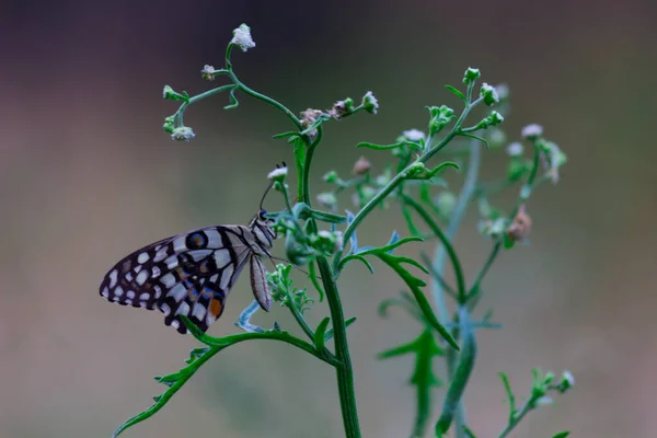 Макропортрет Papilio Demoleus Обыкновенная Бабочка Широко Распространенная Ласточка Известен Лимонная — стоковое фото