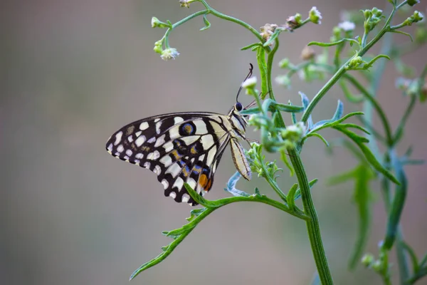 Makrobild Von Papilio Demoleus Ist Ein Verbreiteter Lindenfalter Und Weit — Stockfoto