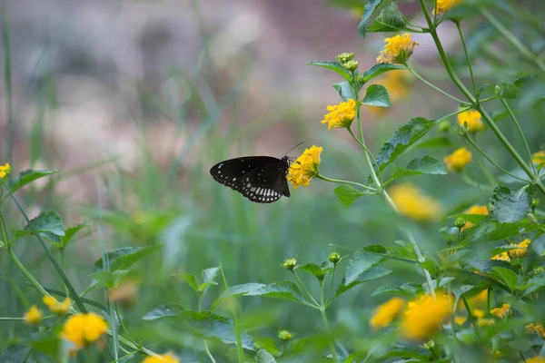 Euploea Core Corbeau Commun Est Papillon Commun Trouvé Asie Sud — Photo