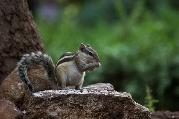 Sincaplar Sciuridae Familyasının Küçük Orta Büyüklükteki Kemirgenleri Içeren Üyeleridir Diğer — Stok fotoğraf