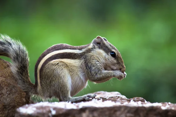 Σκίουροι Είναι Μέλη Της Οικογένειας Sciuridae Συμπεριλαμβανομένων Των Μικρών Μεσαίων — Φωτογραφία Αρχείου