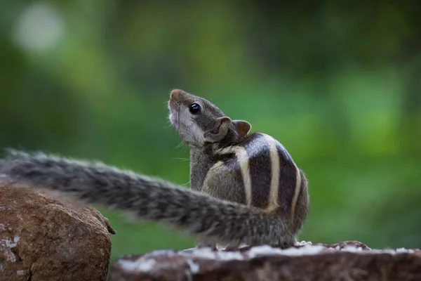 Las Ardillas Son Miembros Familia Sciuridae Incluye Roedores Pequeños Medianos — Foto de Stock