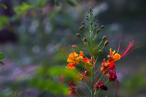 春の間に花の植物を訪れる一般的なカラス蝶としても知られています — ストック写真