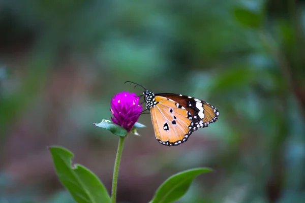 Danaus Chrysippus También Conocido Como Tigre Llano Reina Africana Monarca — Foto de Stock