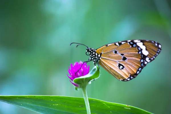 Danaus Chrysippus Également Connu Sous Nom Tigre Plaine Reine Africaine — Photo