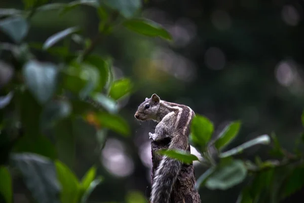 Las Ardillas Son Miembros Familia Sciuridae Incluye Roedores Pequeños Medianos — Foto de Stock